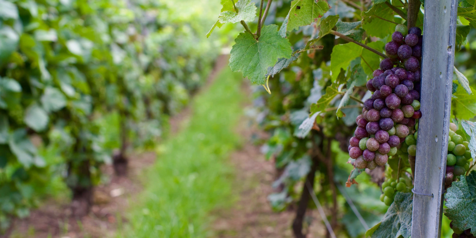 Art Roman et Gothique : Évolution de l'Architecture Sacrée